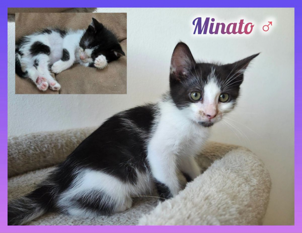 Photo de Minato