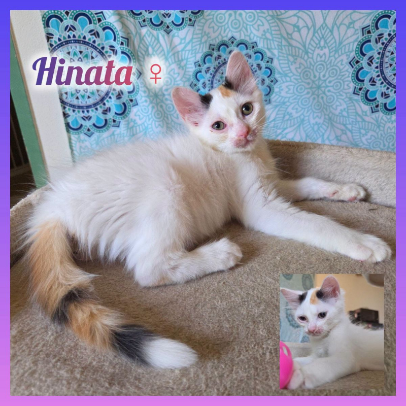 Photo de Hinata