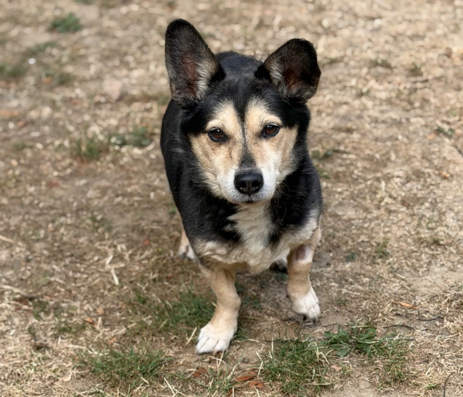 Roger - Chien à adopter