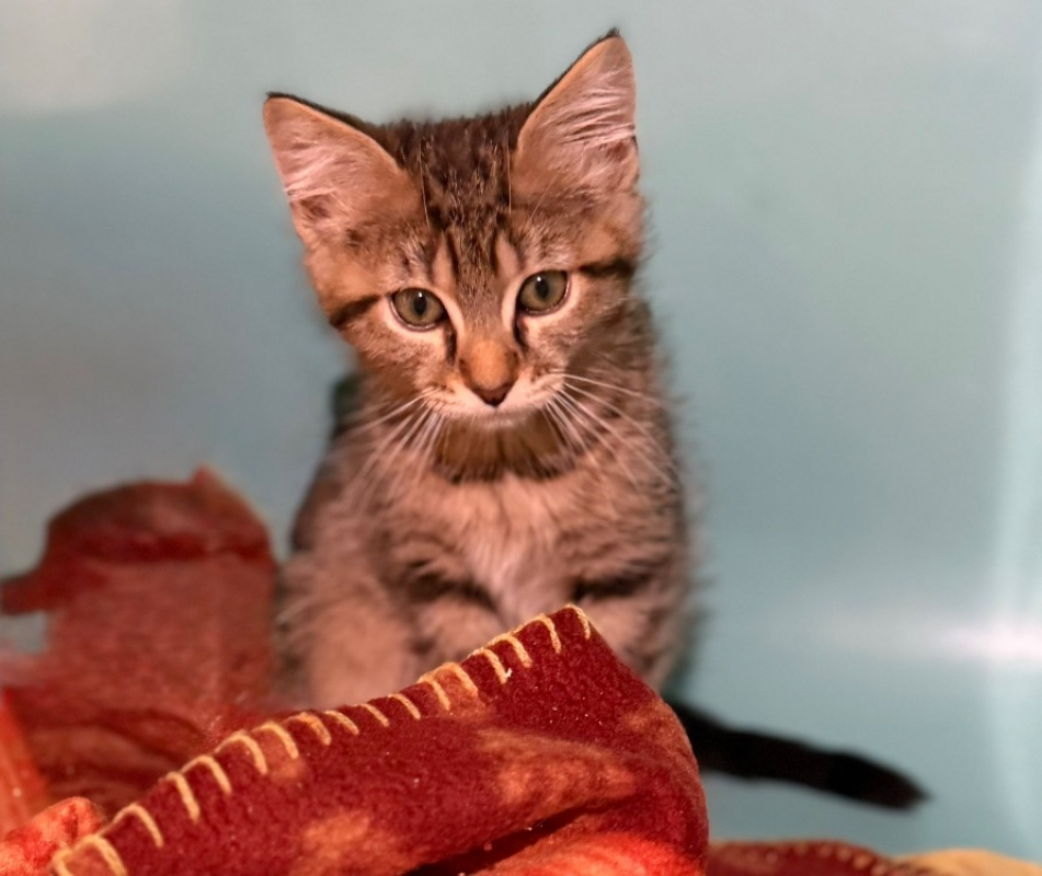 Idefix - Chat Européen à adopter