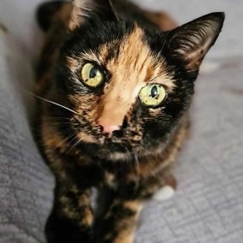Photo de Minette