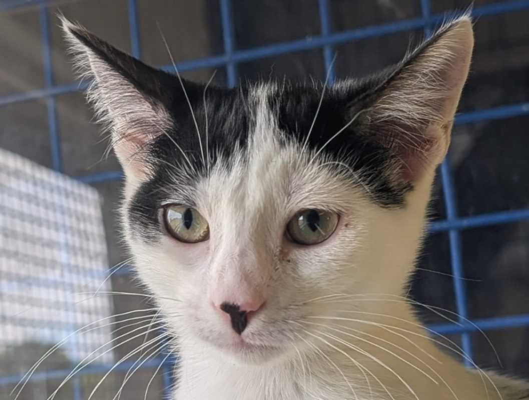 Camomille - Chat Européen à adopter