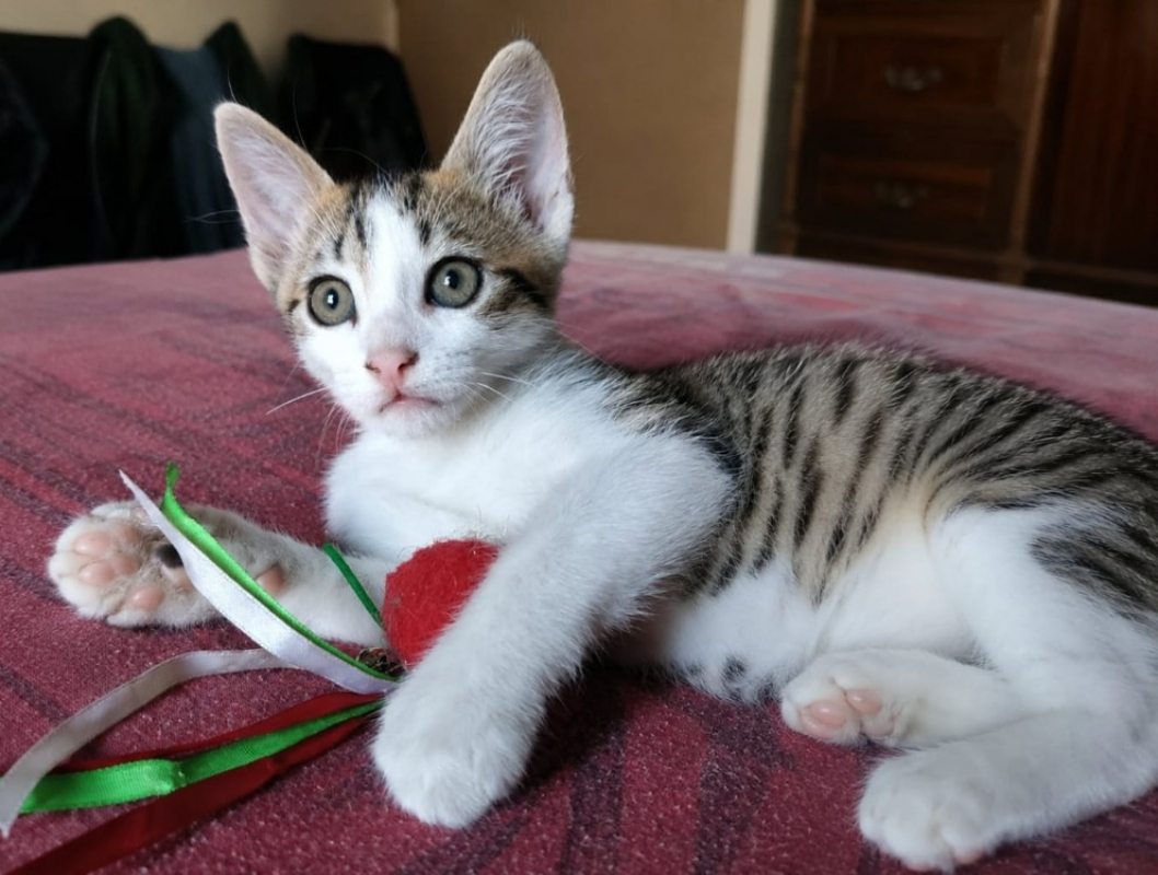 Photo de Iago