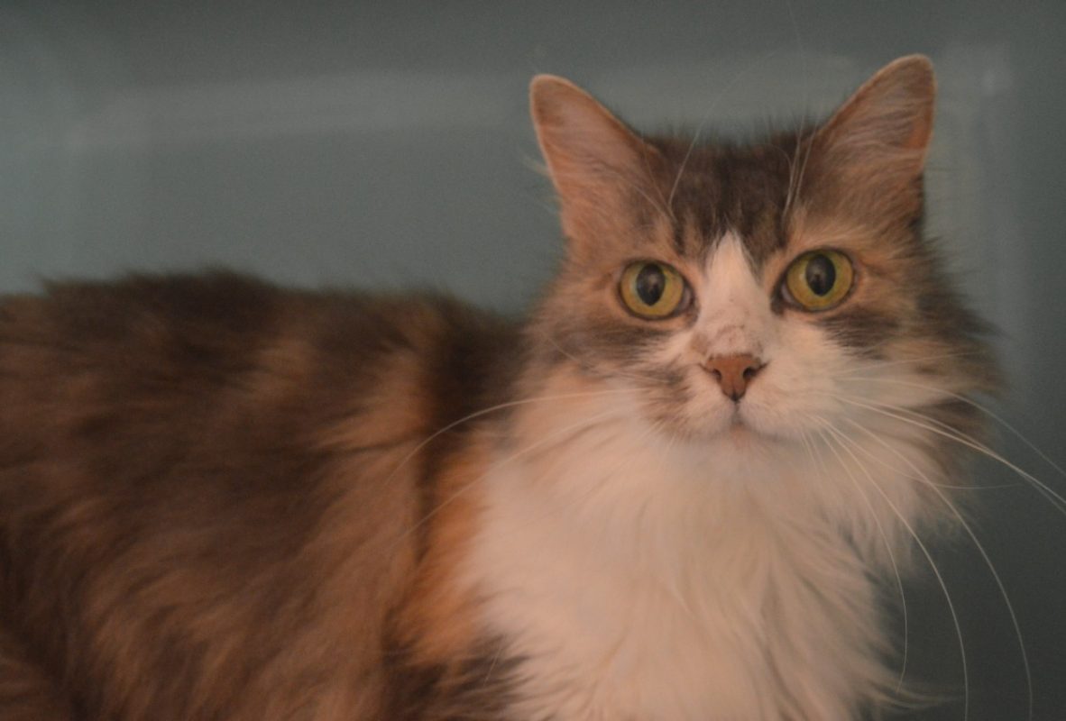 Sophia - Chat Européen à adopter