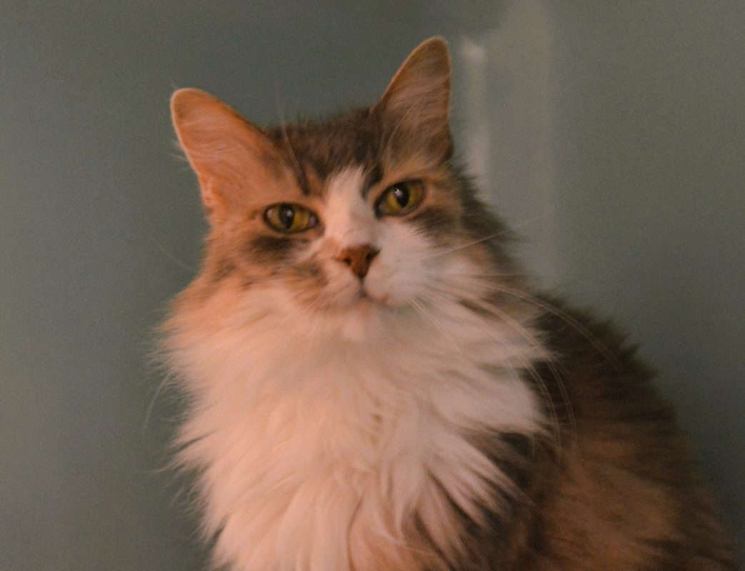 Sophia - Chat Européen à adopter - photo 2