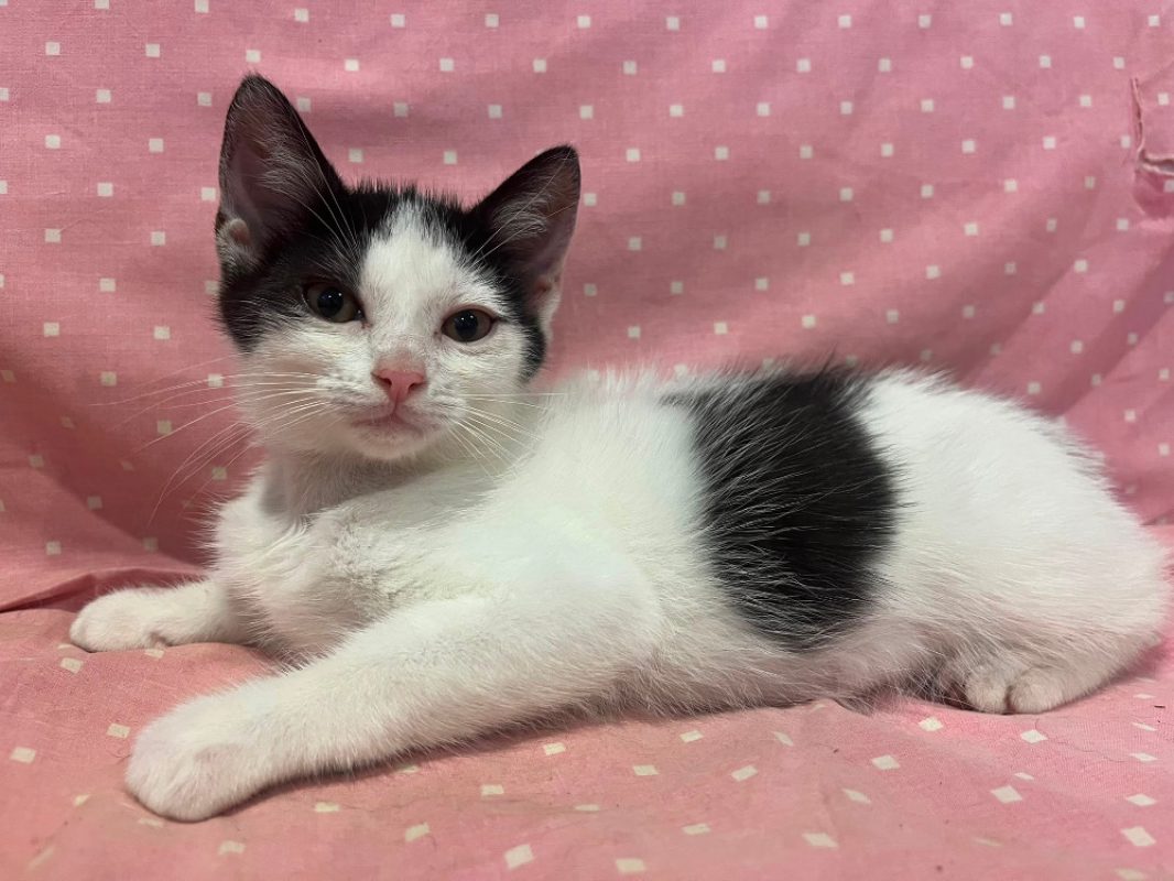 Emeraldas - Chat Européen à adopter