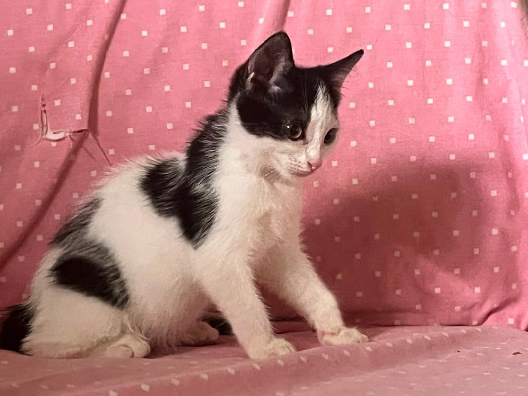 Emeraldas - Chat Européen à adopter - photo 3