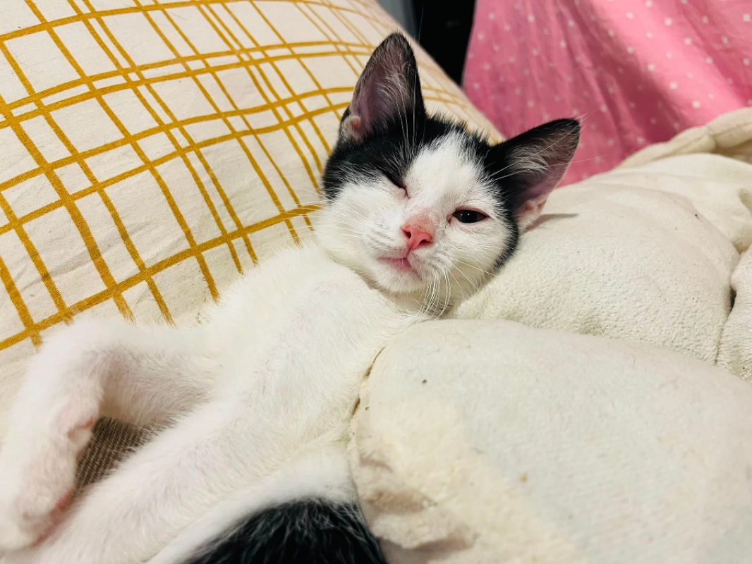 Emeraldas - Chat Européen à adopter - photo 4