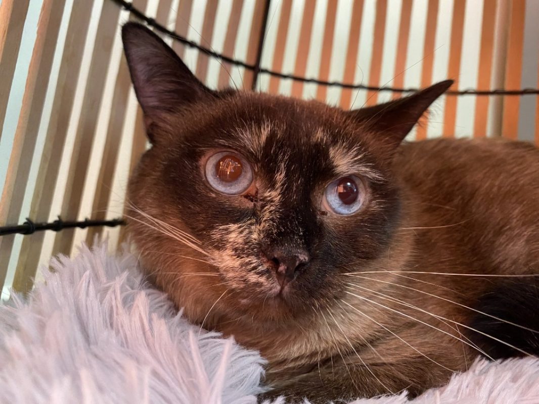 Osaka - Chat Européen à adopter