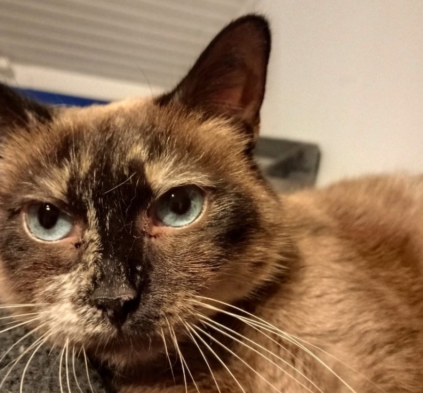 Osaka - Chat Européen à adopter - photo 2