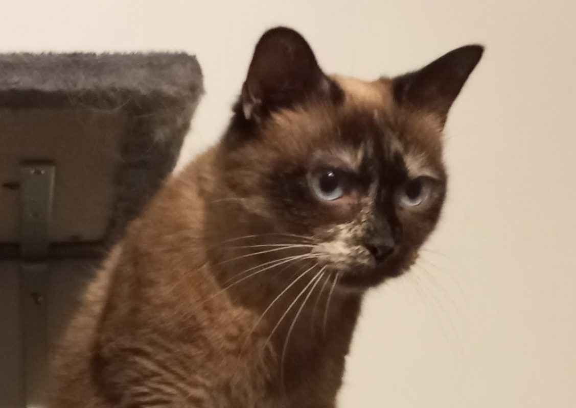 Osaka - Chat Européen à adopter - photo 3