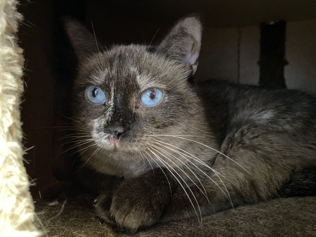 Osaka - Chat Européen à adopter