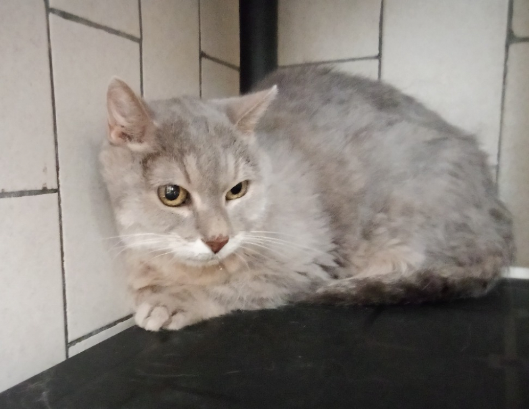 Photo #1 de Simba