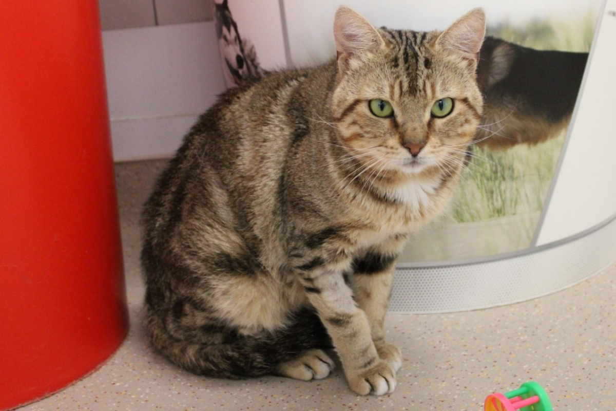 Photo #2 de Arlequin