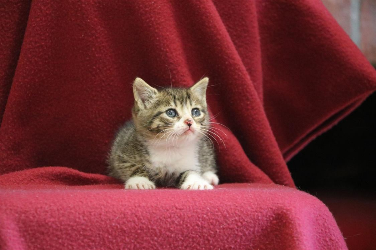 Photo de Petit prince