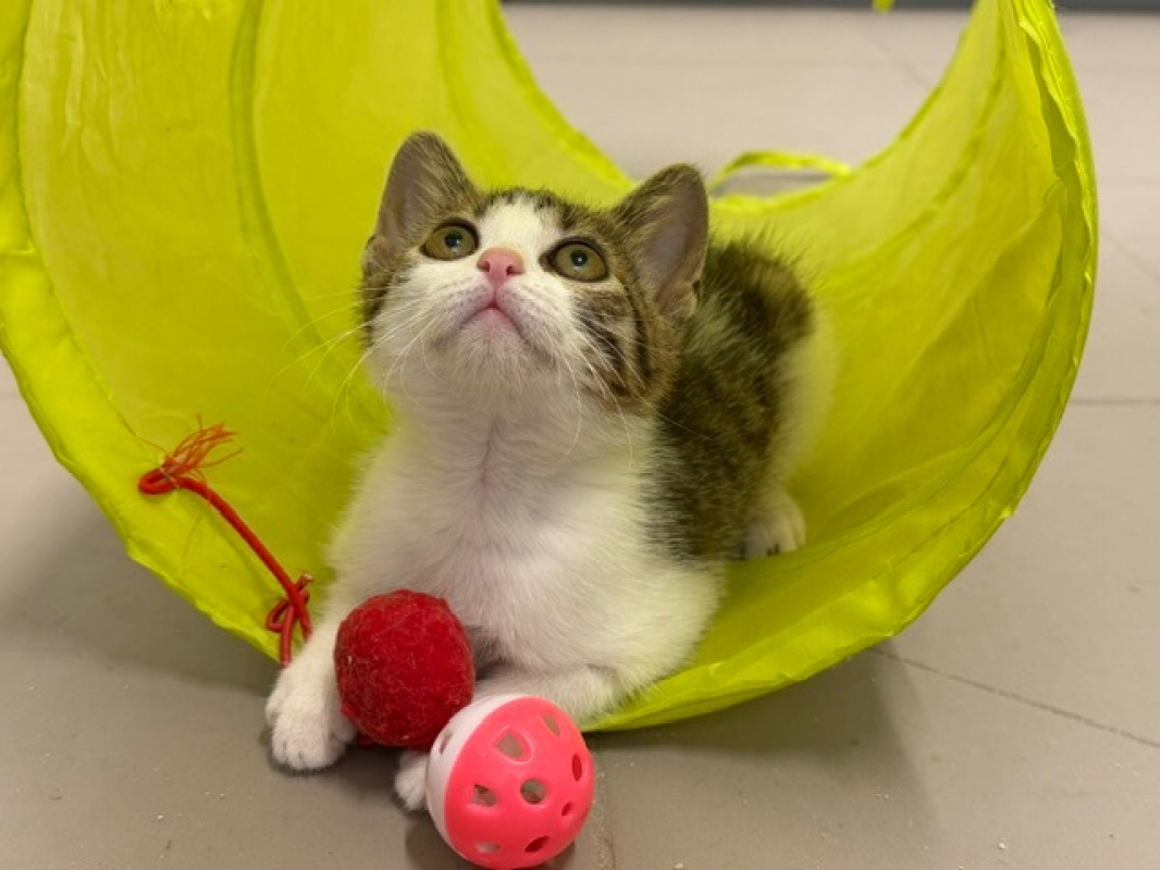 Photo #3 de Chatounette