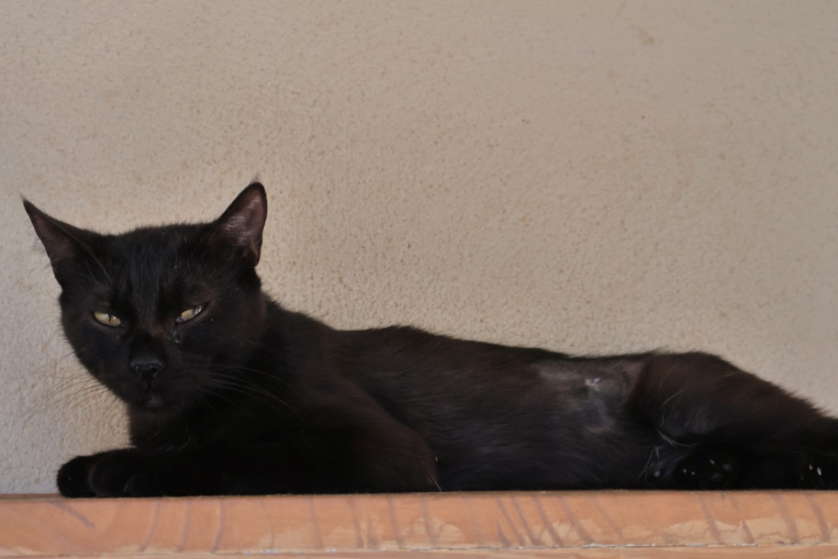Photo #1 de Hoshi