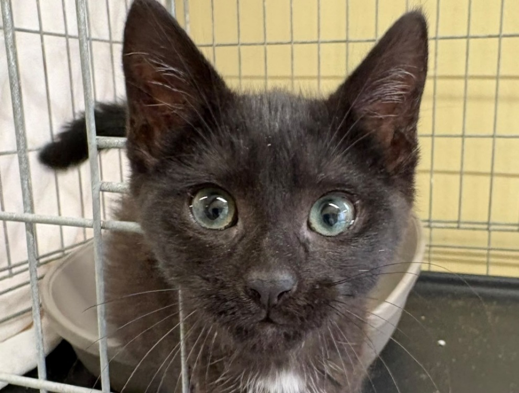 Photo de Berlioz