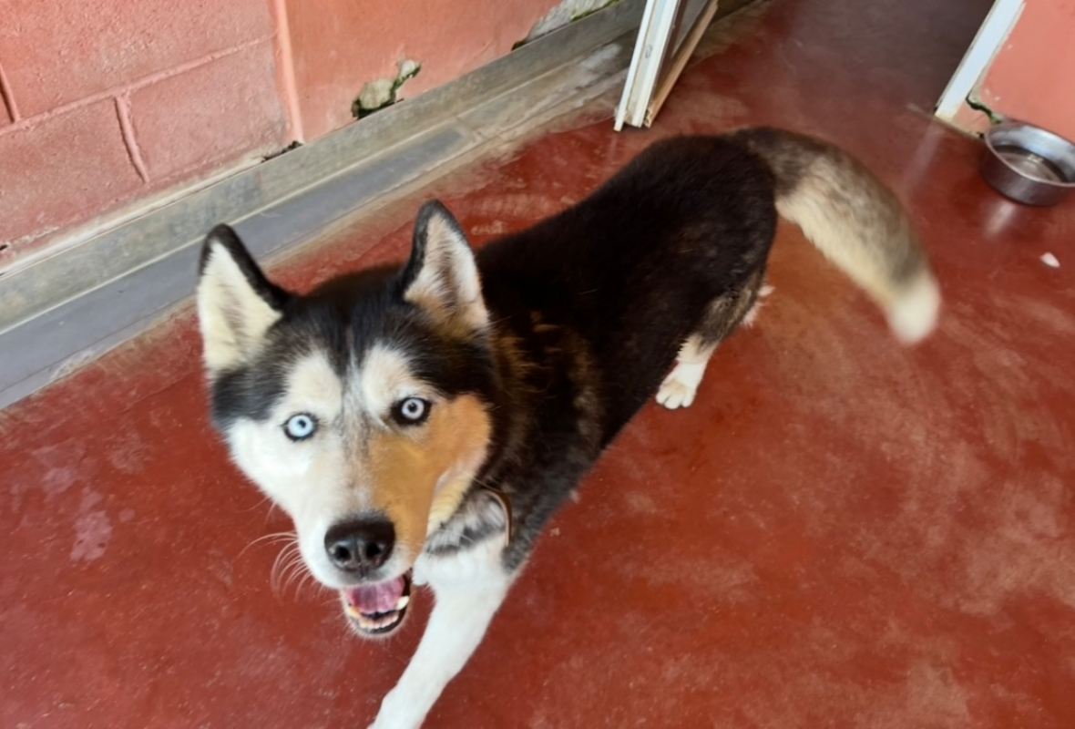 Photo #1 de Kaloo paa22980