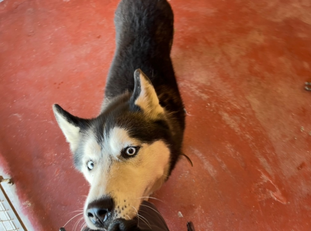 Photo #2 de Kaloo paa22980