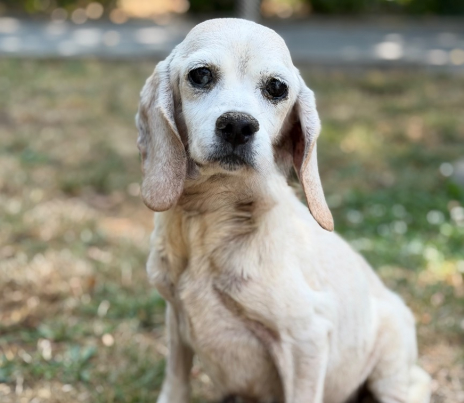 Berline - Chien à adopter