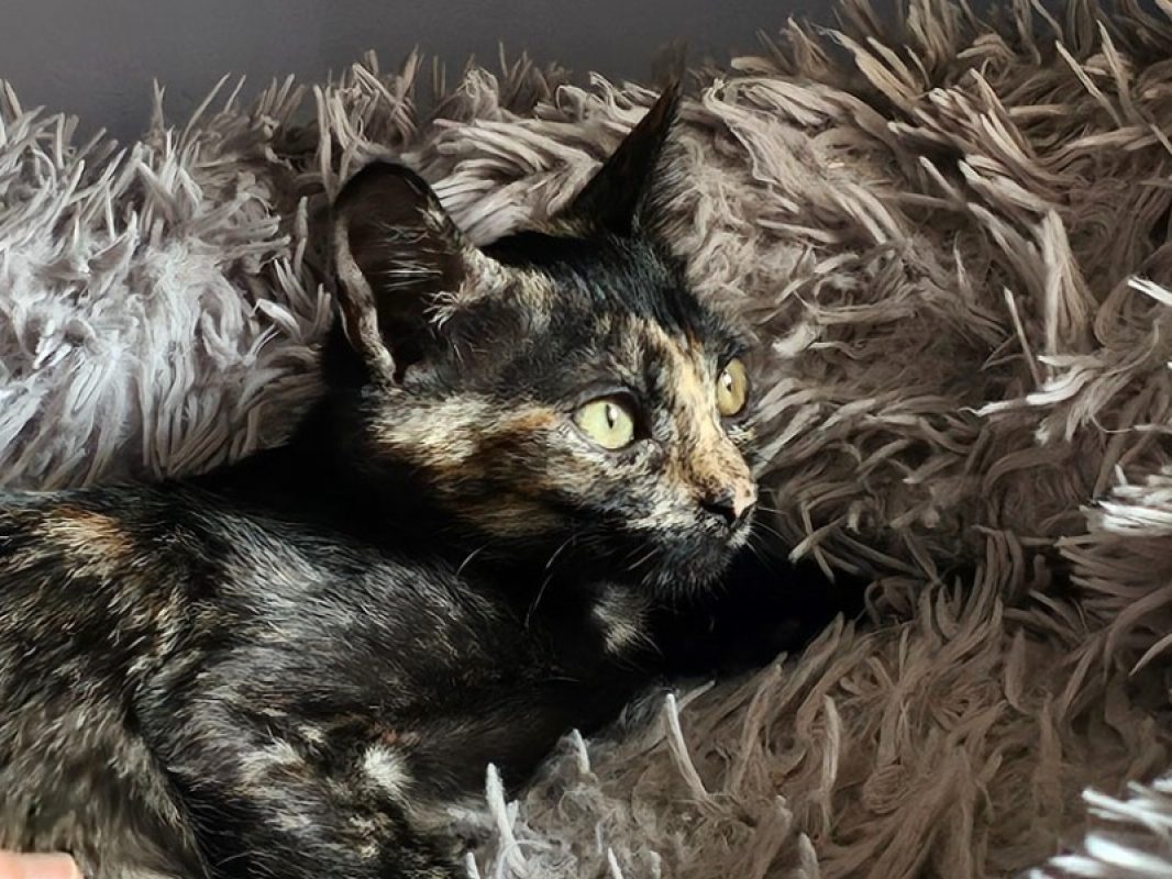 Tadaa - Chat Européen à adopter - photo 3