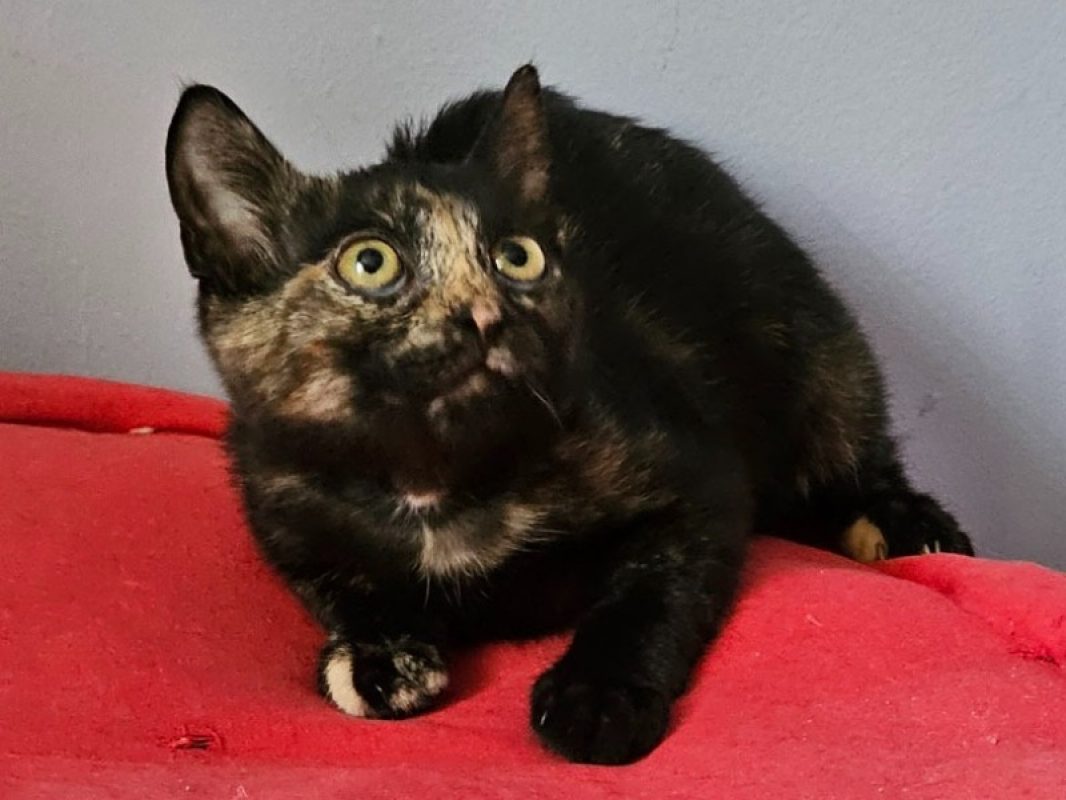 Tadaa - Chat Européen à adopter - photo 4