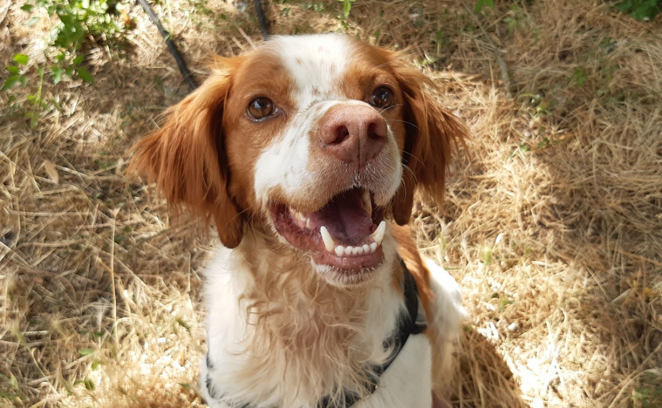 Photo #4 de Lucky