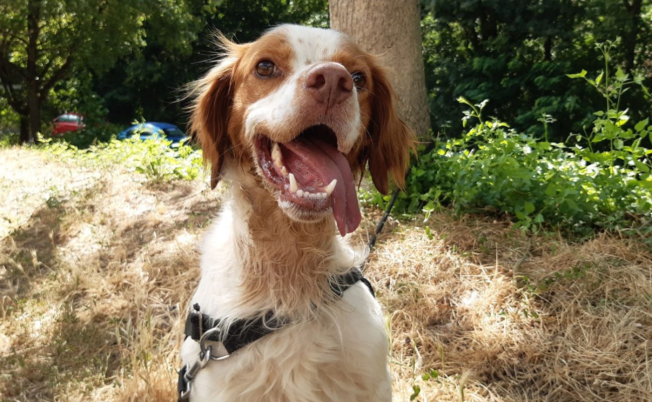 Lucky - Chien Epagneul Breton à adopter