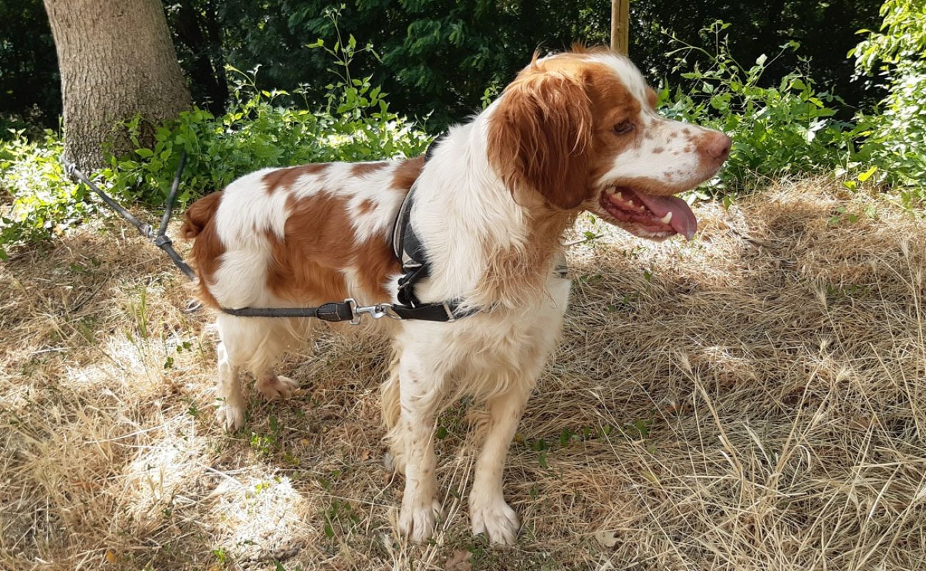 Lucky - Chien Epagneul Breton à adopter - photo 2