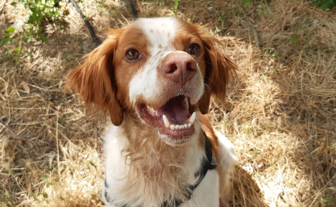 Lucky - Chien Epagneul Breton à adopter - photo 3