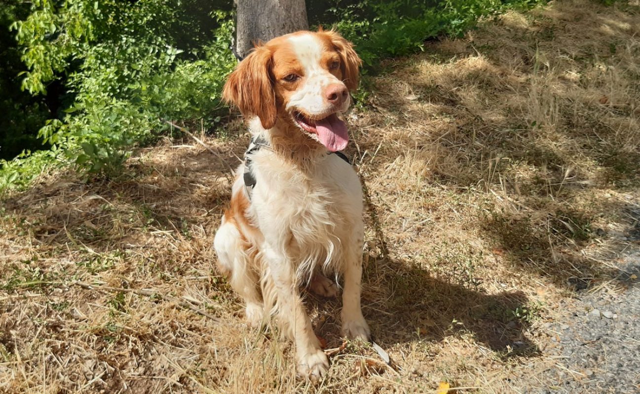 Lucky - Chien Epagneul Breton à adopter - photo 4
