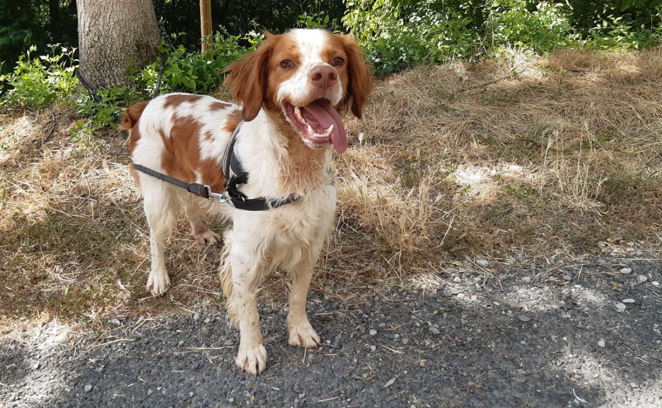 Lucky - Chien Epagneul Breton à adopter - photo 5