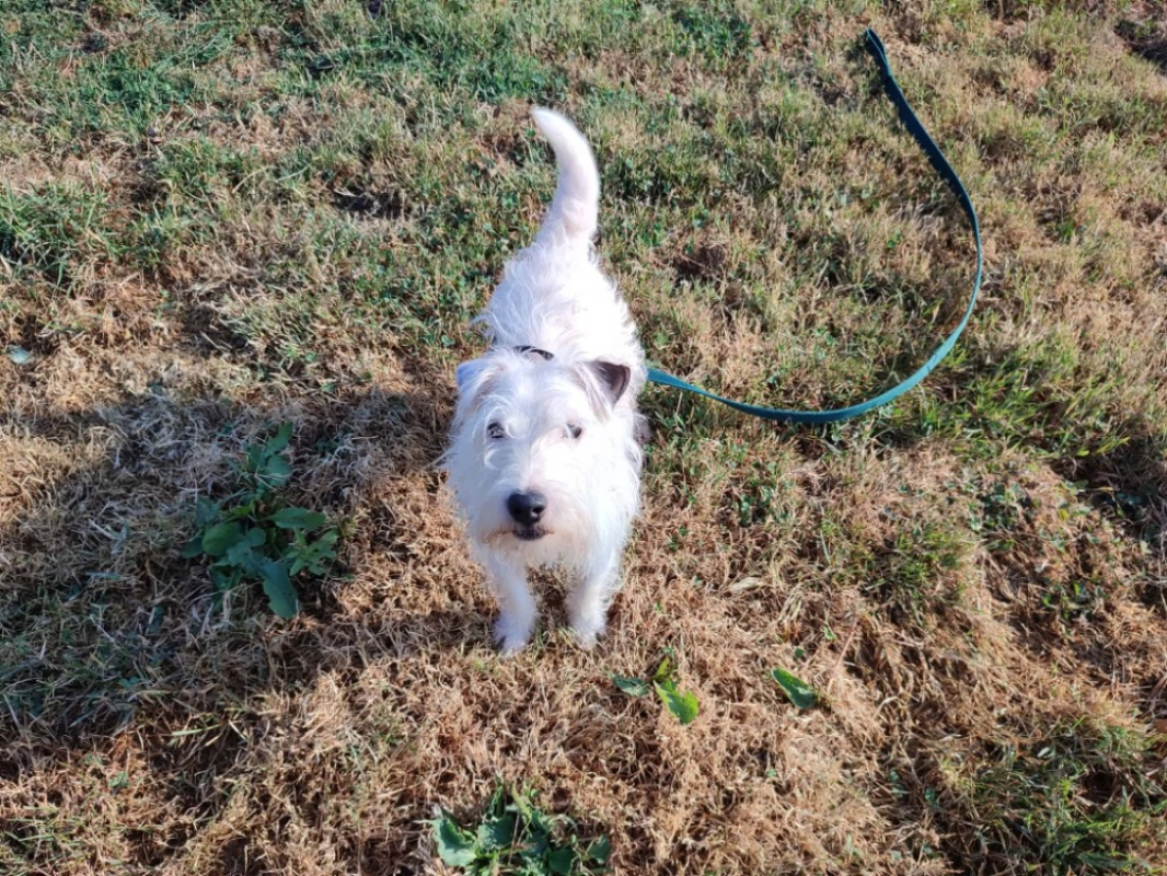 Photo #2 de Spike