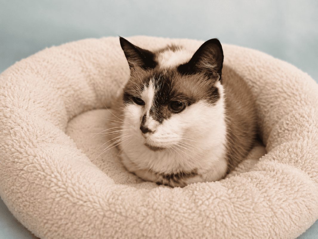 Deschamps - Chat Européen à adopter