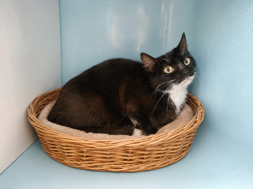 Barcola - Chat Européen à adopter