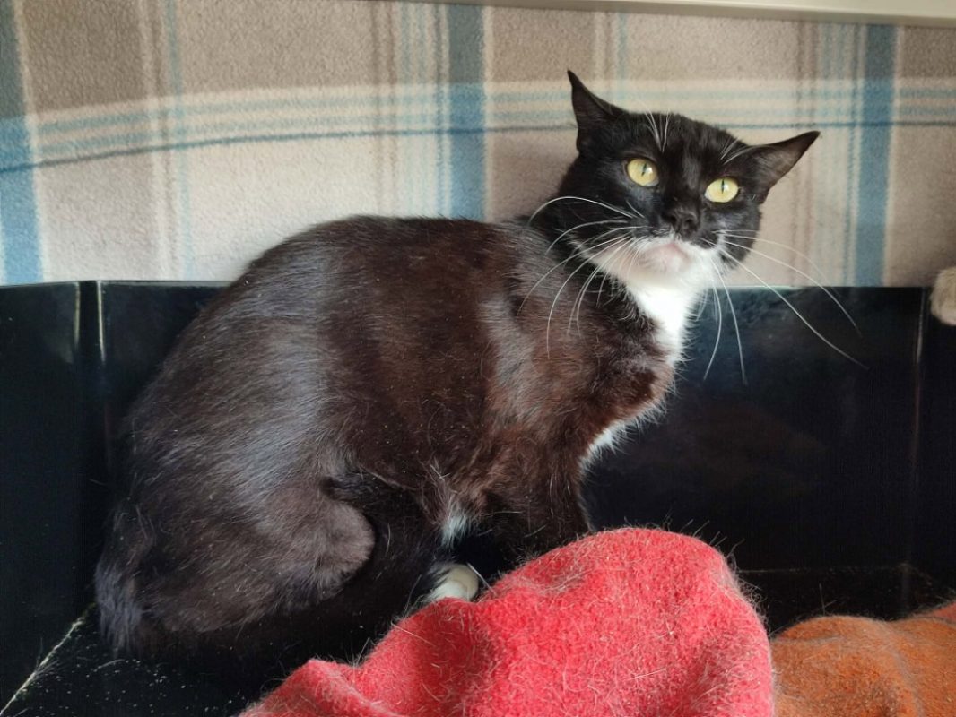 Barcola - Chat Européen à adopter - photo 2