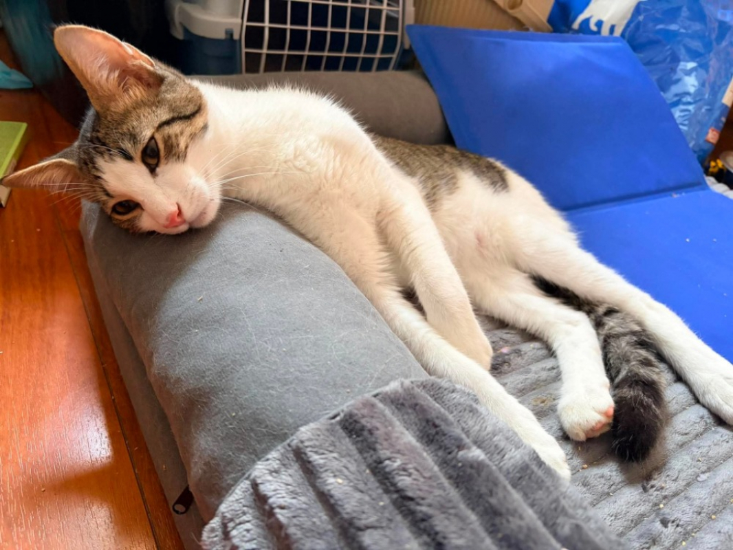 Photo de Kitto