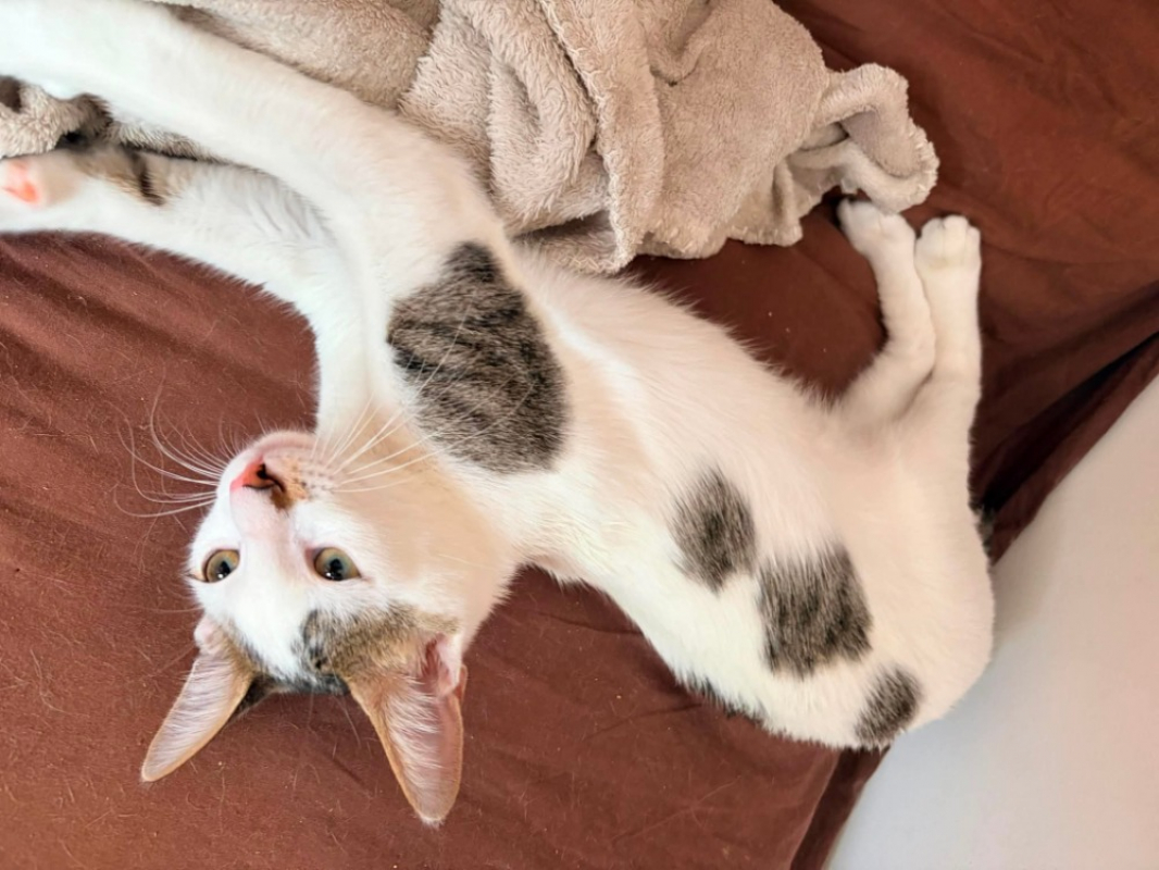 Photo de Milka