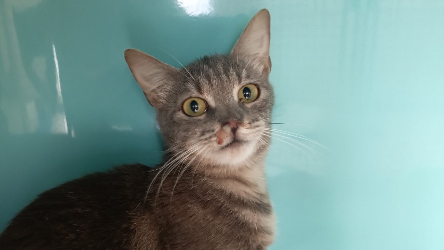 Tifa - Chat Européen à adopter