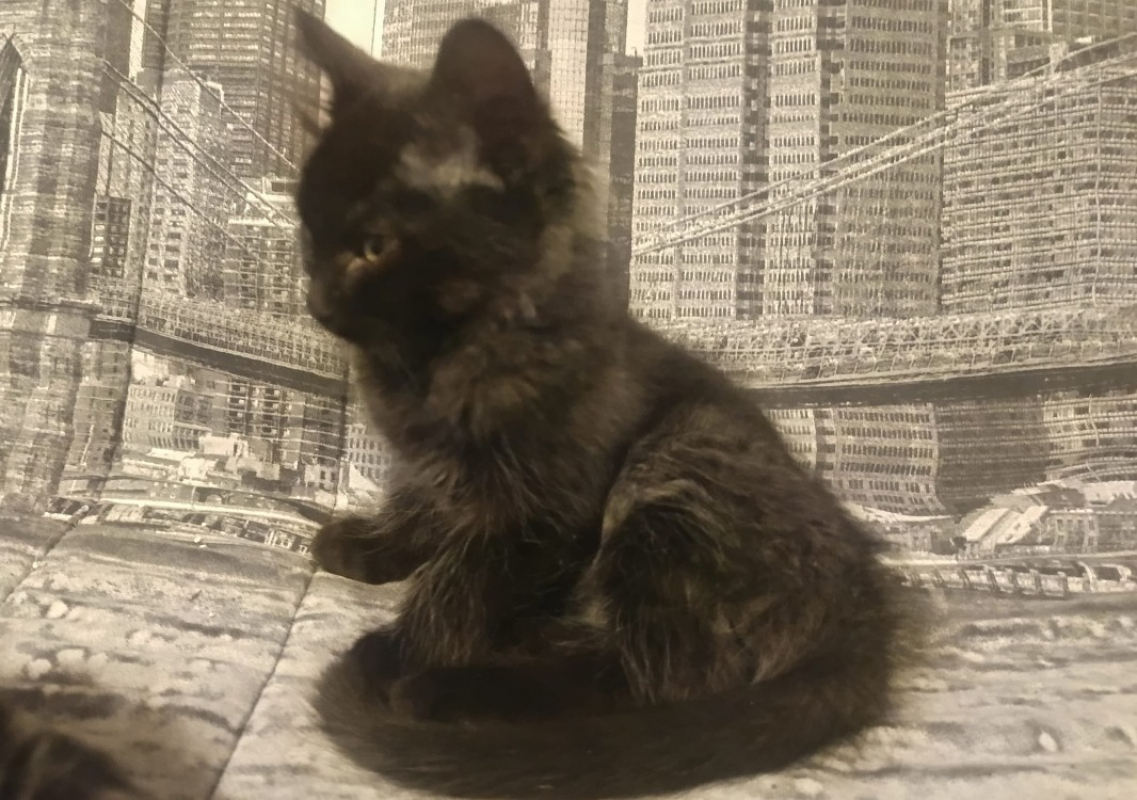 Juoda - Chat Européen à adopter