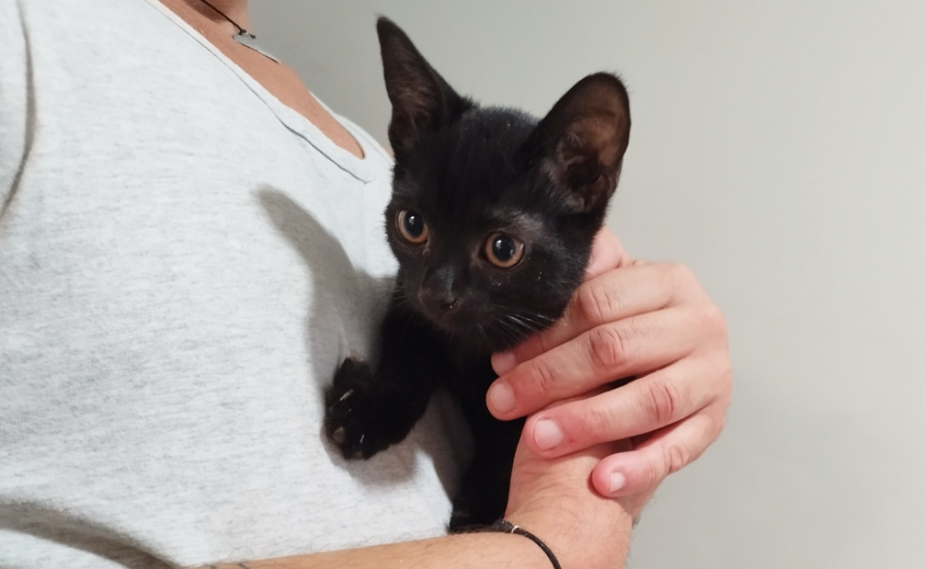 Photo de Mikado