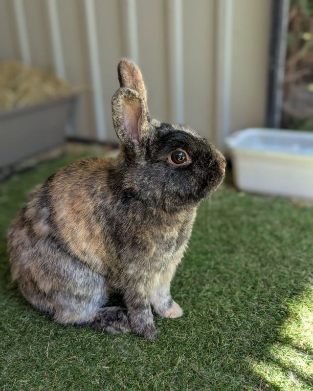 Chataigne - Rongeur Lapin à adopter - photo 3