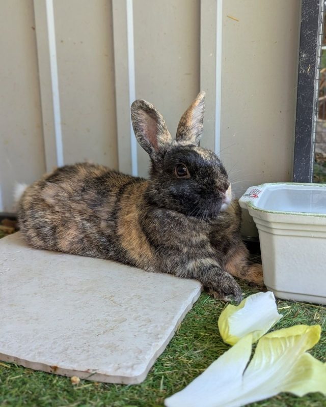 Chataigne - Rongeur Lapin à adopter - photo 2
