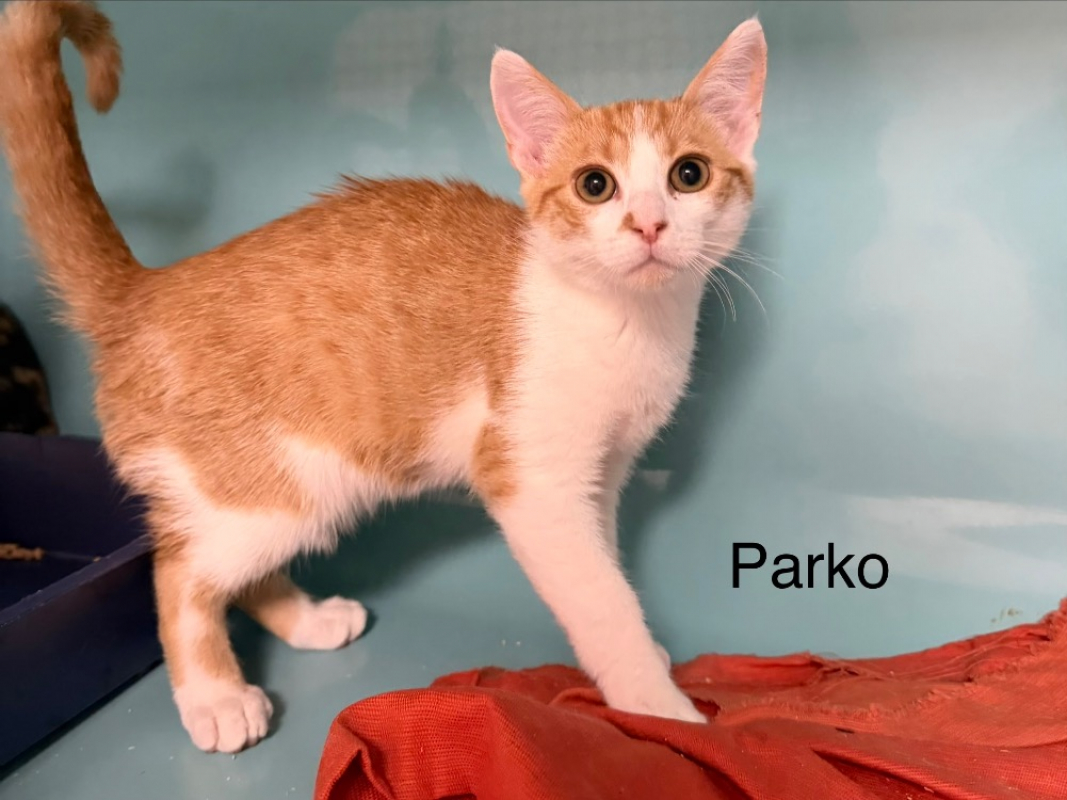 Photo de Parko