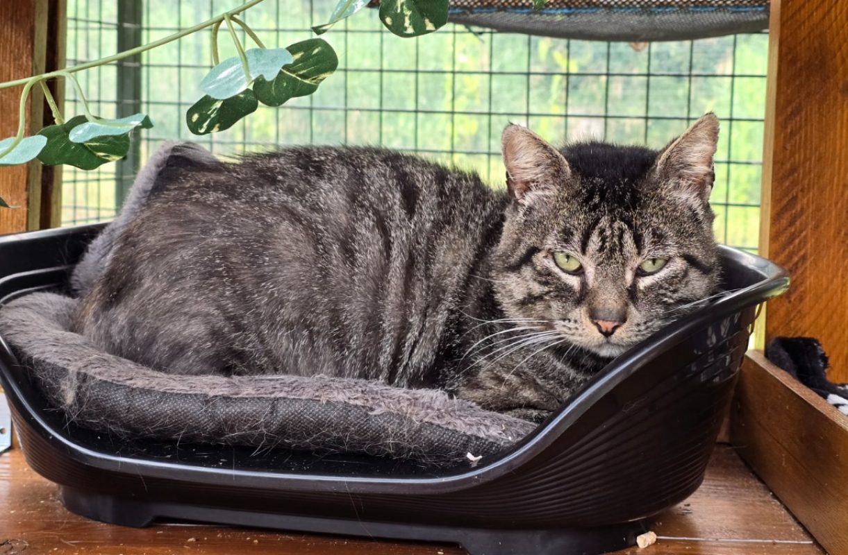 Zanzibar - Chat Européen à adopter