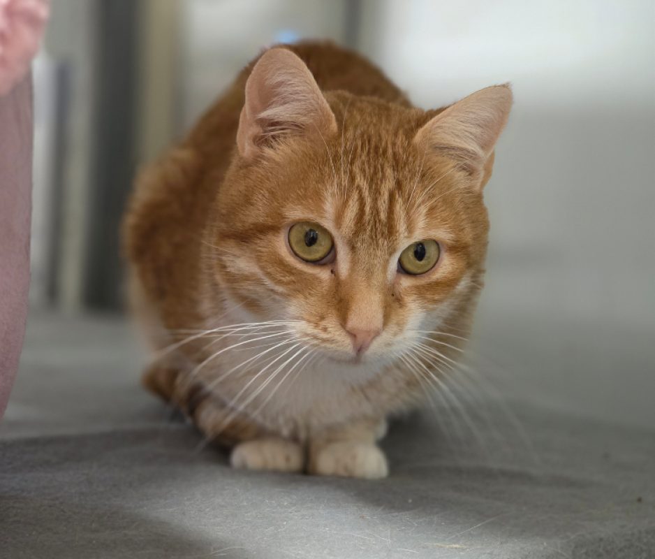 Charlie - Chat Européen à adopter