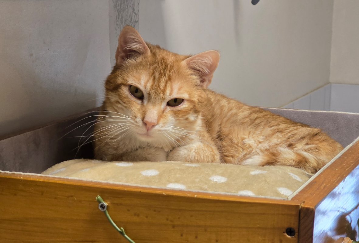 Charlie - Chat Européen à adopter - photo 2