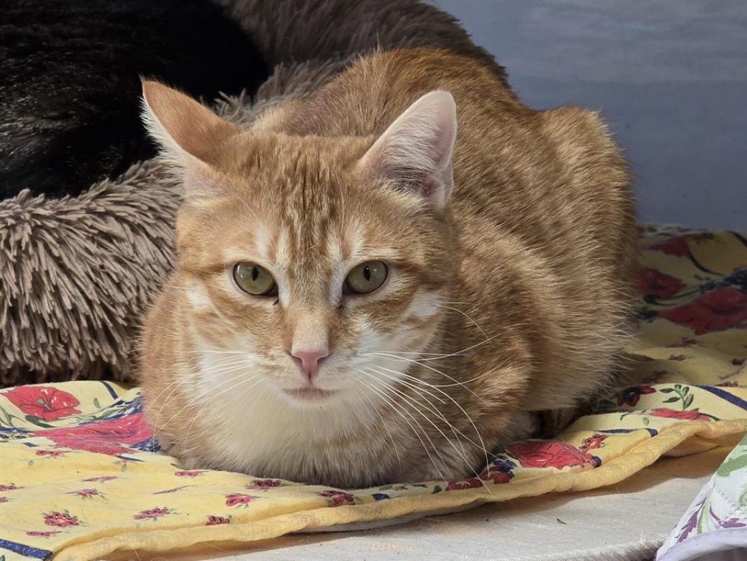 Charlie - Chat Européen à adopter - photo 3