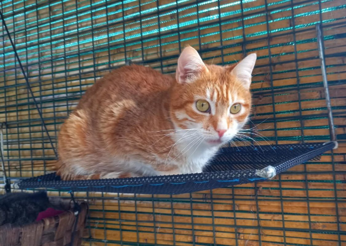 Charlie - Chat Européen à adopter - photo 7